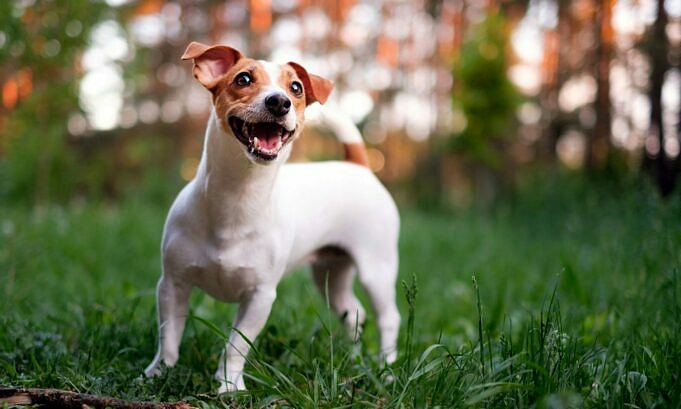 20 Jack Russell Terrier Mischlinge Mit Bildern