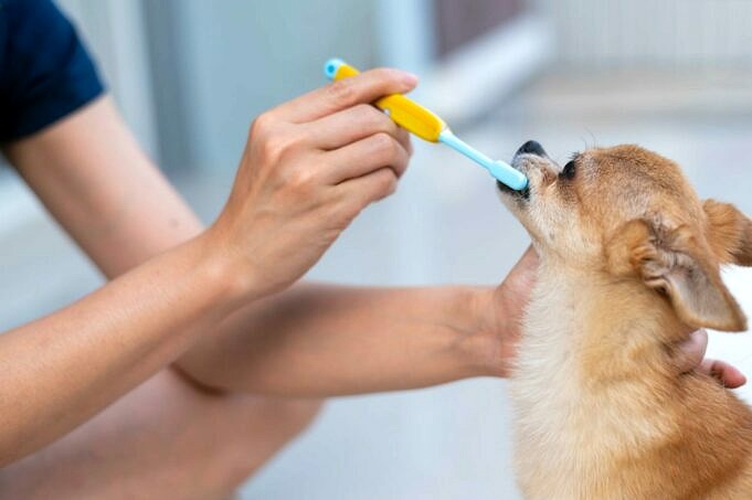 5 Tipps Zum Reinigen Ihrer Chihuahua-Ohren Mit Anleitungsvideo