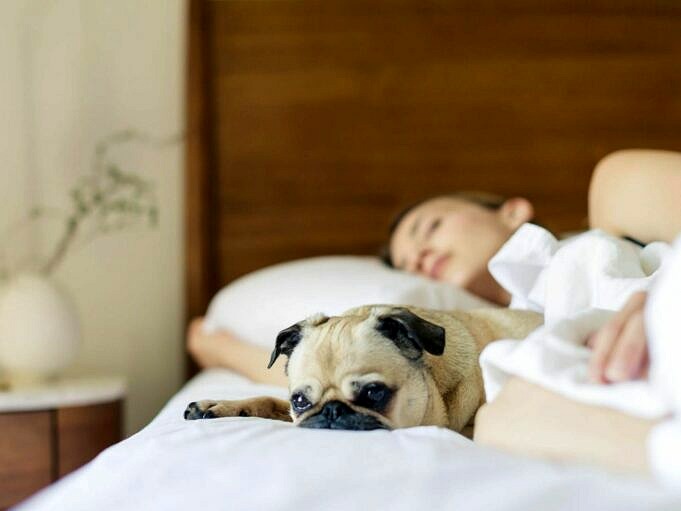 9 Gründe, Warum Hunde Mit Ihrem Hintern Zu Ihnen Schlafen Sollten