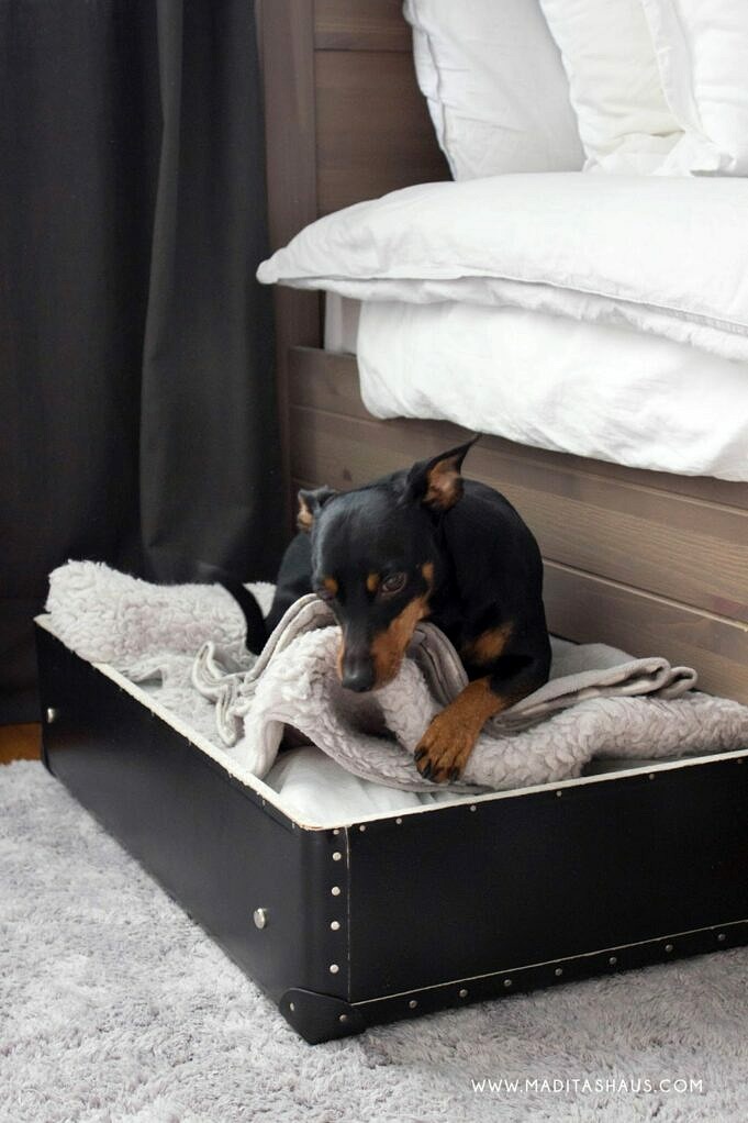 Beste Hundeausziehbetten AKTUALISIERT 2022 Bestes Hundebett Unter Dem Bett