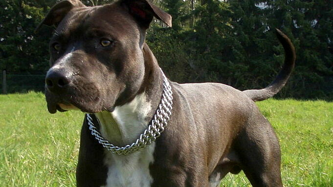 Bullboxer Staff Boxer & American Staffordshire Terrier Mix. Infos, Eigenschaften & Bilder