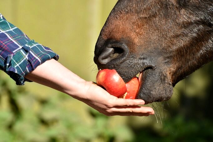 Dürfen Hunde Äpfel Essen? Ja, Aber Seien Sie Vorsichtig