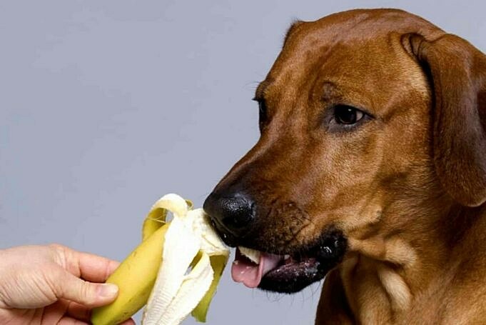 Dürfen Hunde Bananenchips Essen? Was Du Wissen Musst!