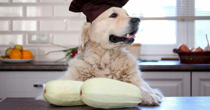 Dürfen Hunde Zucchini Essen? Was Du Wissen Musst!