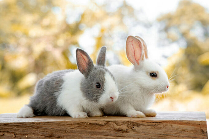 Fünf Häufige Augenprobleme Bei Kaninchen