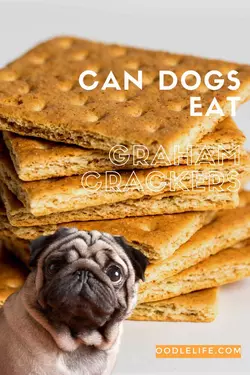 Knnen Hunde Graham Cracker Essen