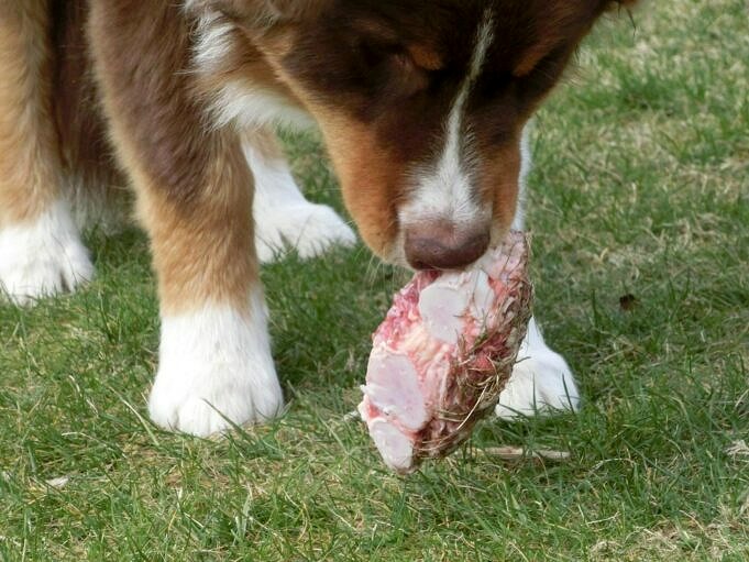 Können Hunde Rinderrippenknochen Essen?