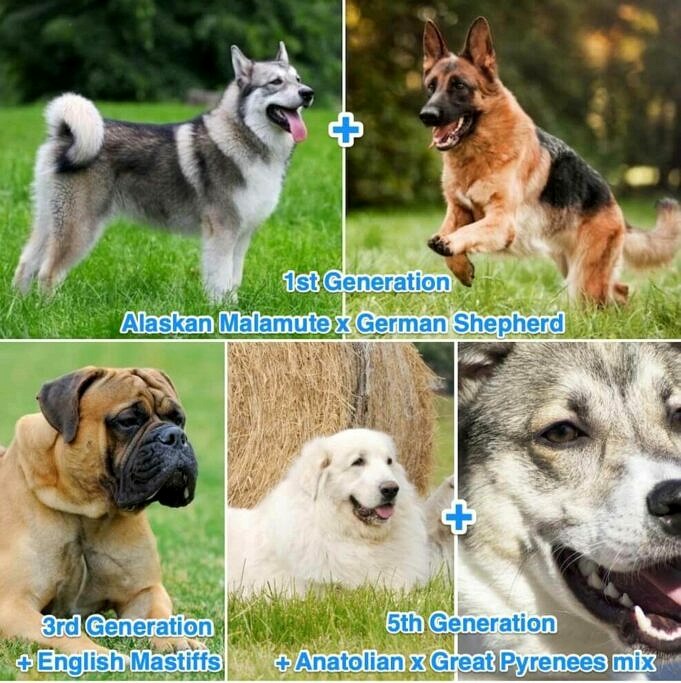 Kuscheln Deutsche Schäferhunde Gerne? 11 überraschende Fakten