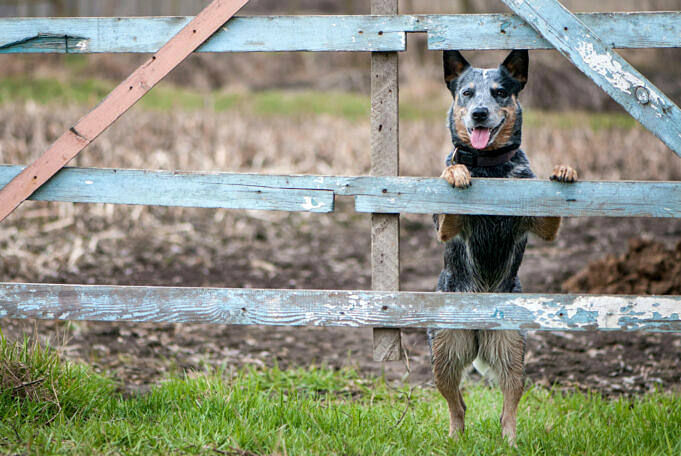 Mein Hund Läuft Durch Den Unsichtbaren Zaun!