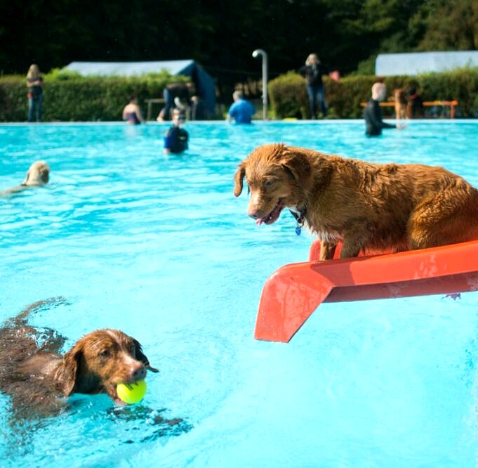 Schwimmen Mit Hunden In Berlin