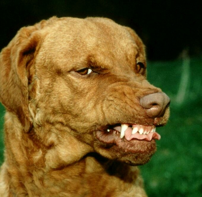 So Stoppen Sie Die Aggression Von Hunden. 5 Verhaltensprobleme Bei Hunden Gelöst