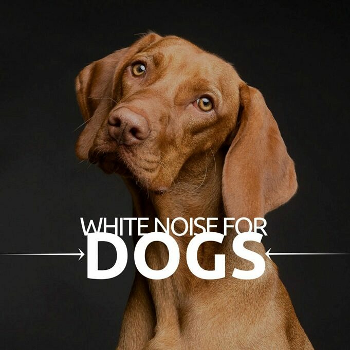 Weißes Rauschen Für Hunde
